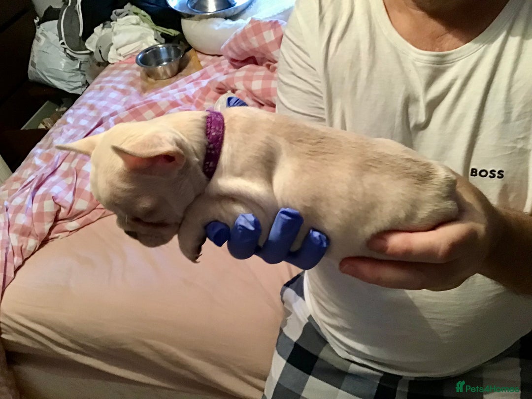 French Bulldog dogs for sale: French bulldog puppies  - Image 13