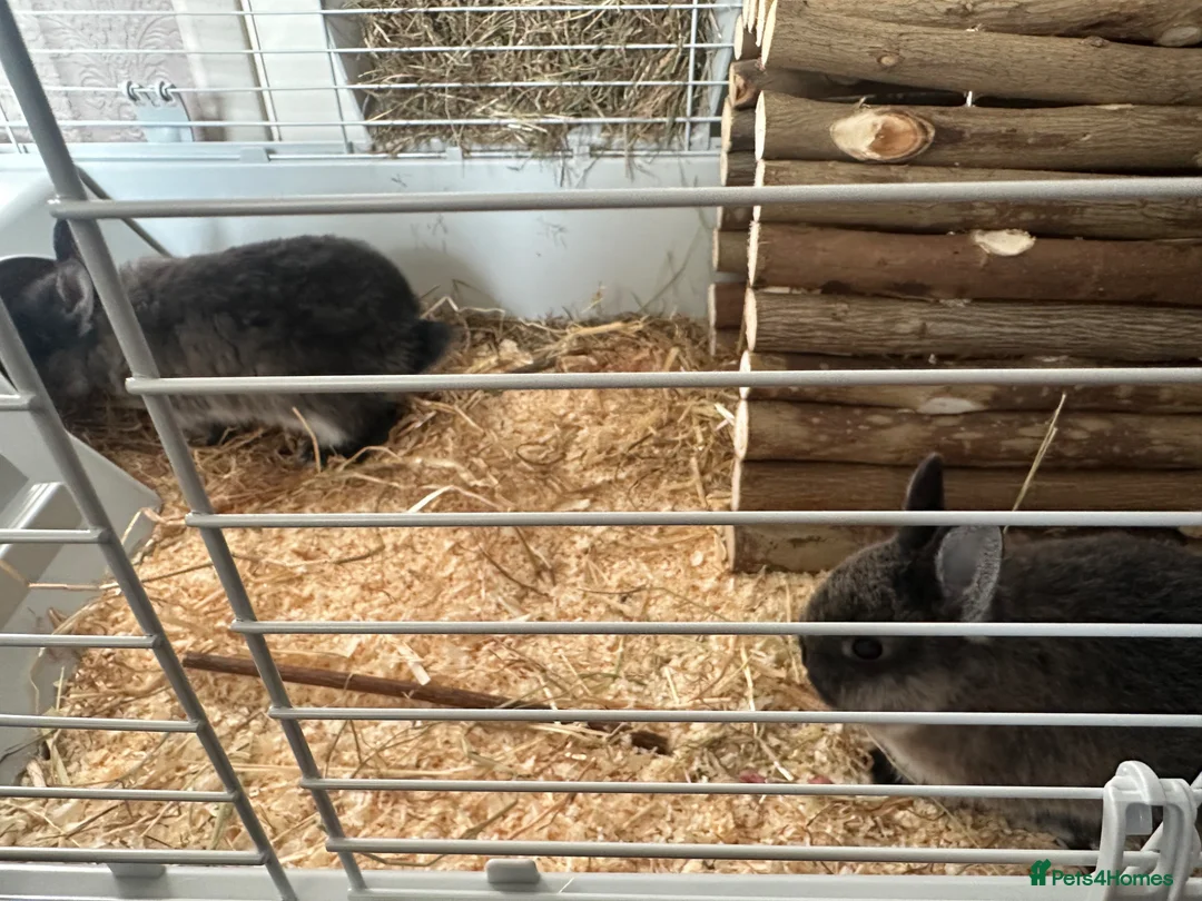 Netherland Dwarf rabbits for sale: 2 Male Netherlands Dwarf Rabbits in Sheffield - Advert 3