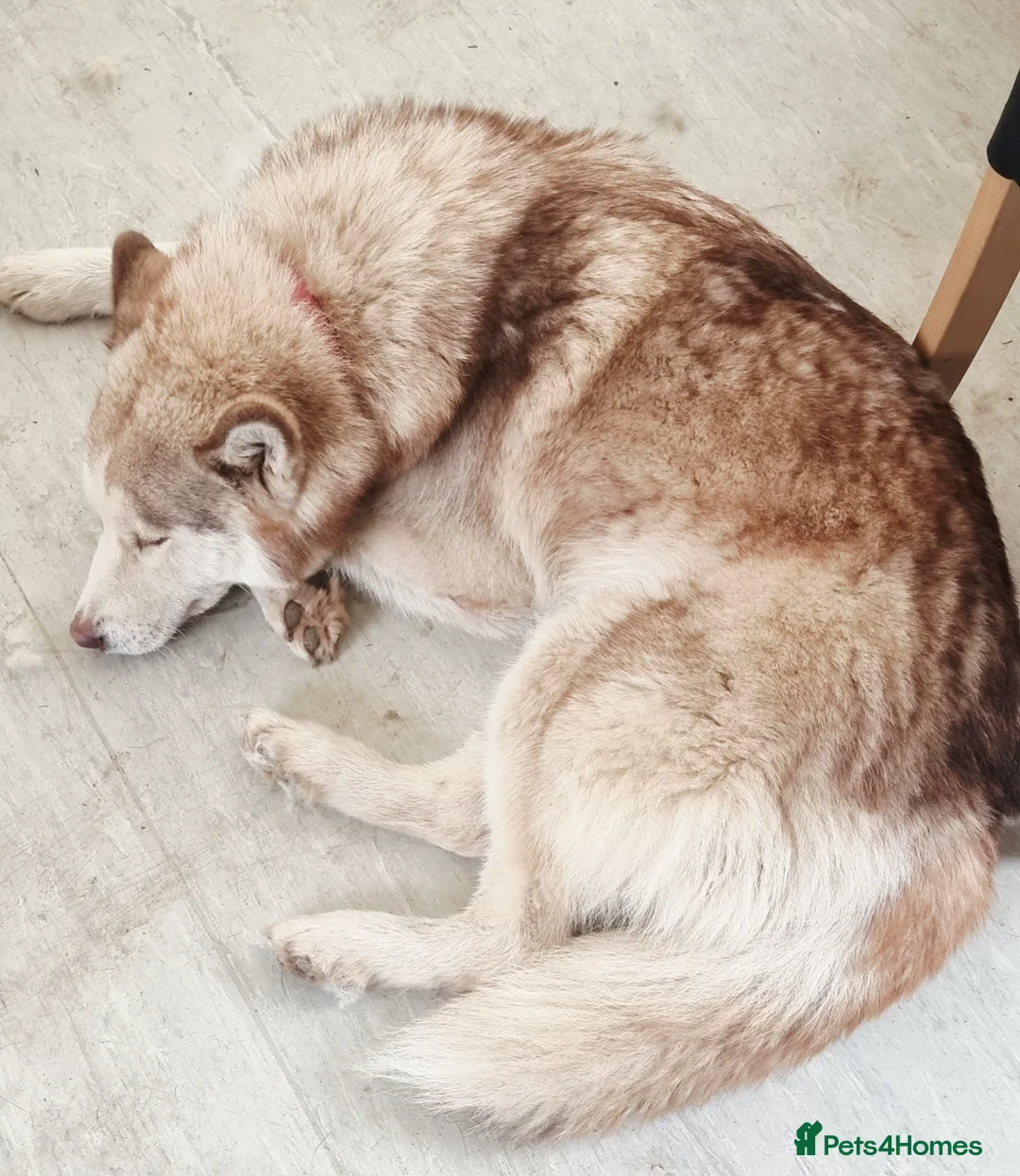 Siberian Husky dogs for sale: Husky x Malamute  - Advert 2