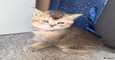 British Shorthair cats - Advert 15