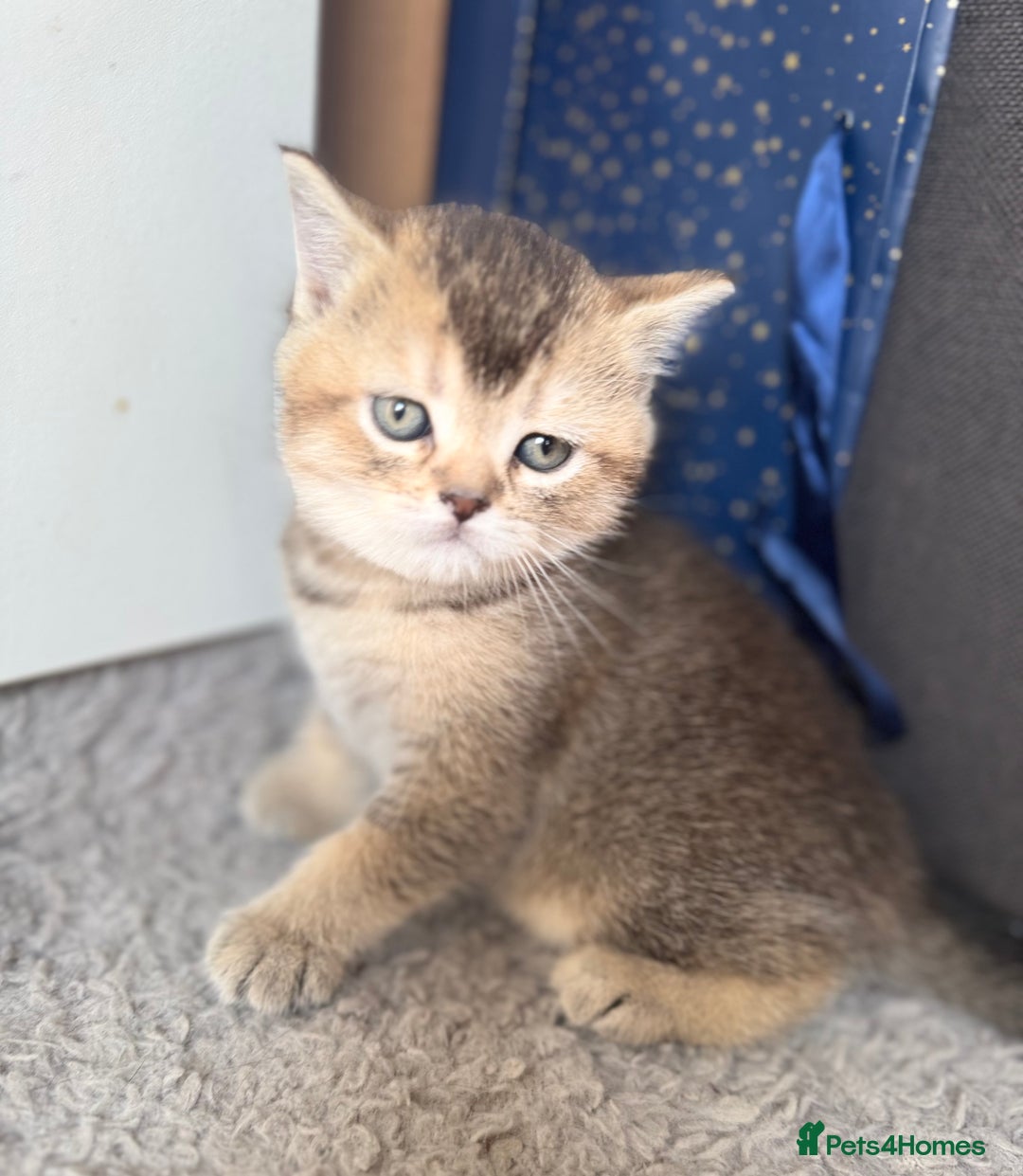 British Shorthair cats for sale: 💖 Stunning BSH kittens - ready for reservations💖 - Image 3