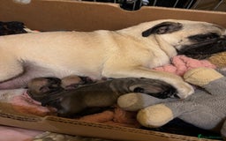 Pug dogs for sale: Pug puppy  - Image 5