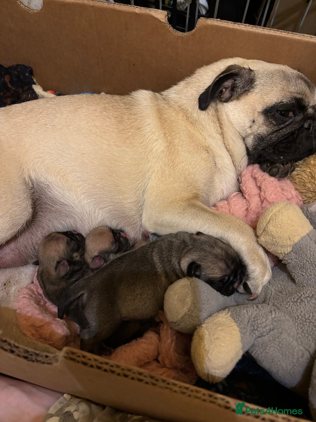 Pug dogs for sale: Pug puppy  - Image 5