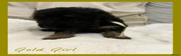 German Shepherd dogs for sale: Kc German Shepard long haired  - Advert 24