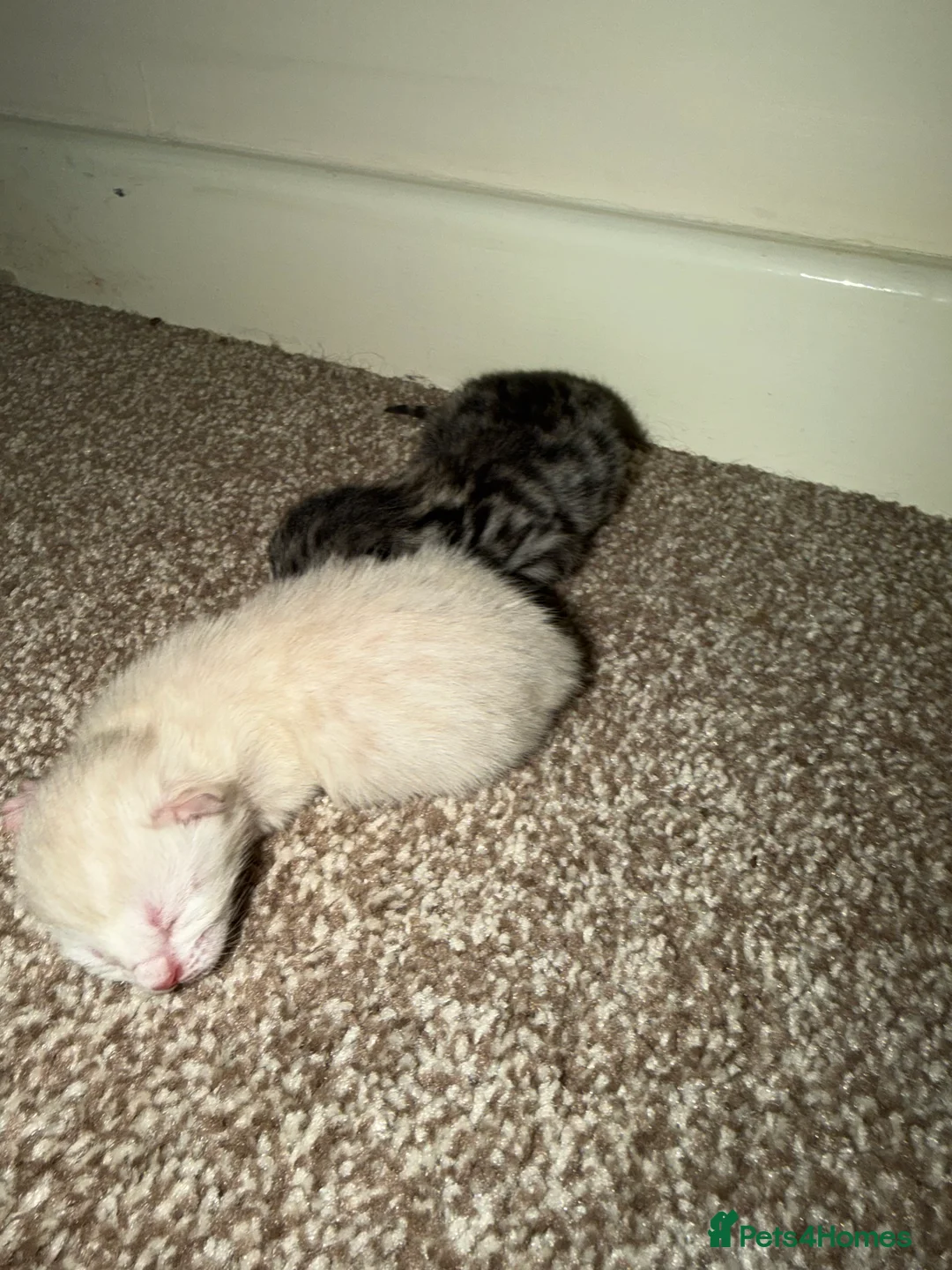 Bengal cats for sale: Bengal kittens  - Advert 5