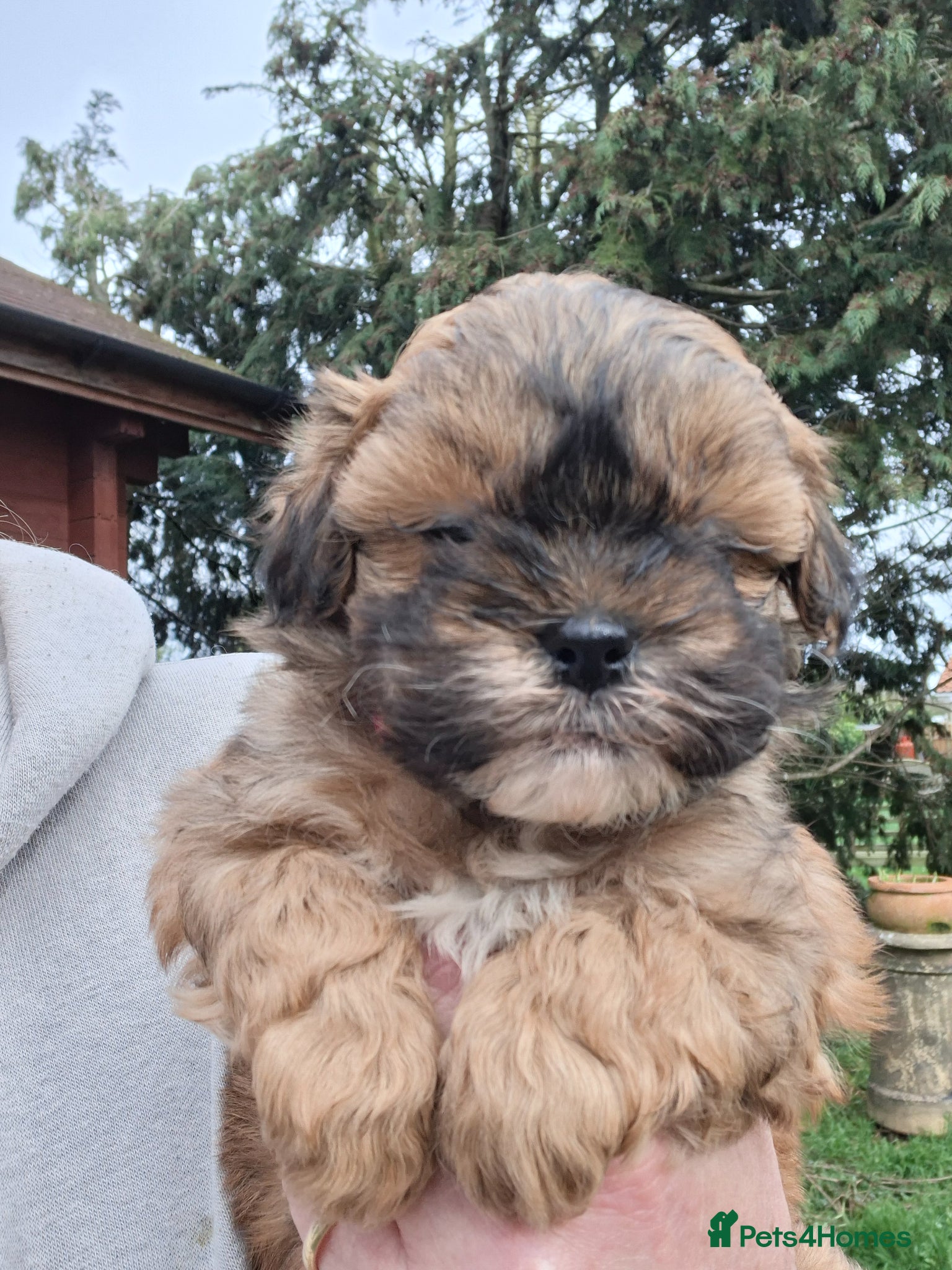 Shihpoo dogs Stunning F1 Shihpoo puppies  - Advert 10
