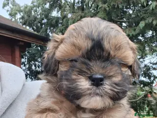 Shihpoo dogs Stunning F1 Shihpoo puppies - Advert 10