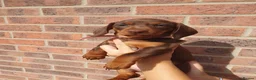 Dachshund dogs for sale: 1 Stunning Chunky female dachund left available  - Advert 20