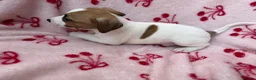 Jack Russell dogs for sale: 2 jack Russell puppies - Advert 16