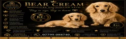 Miniature Dachshund dogs for stud: incredible cream long haired stud boy - Advert 1