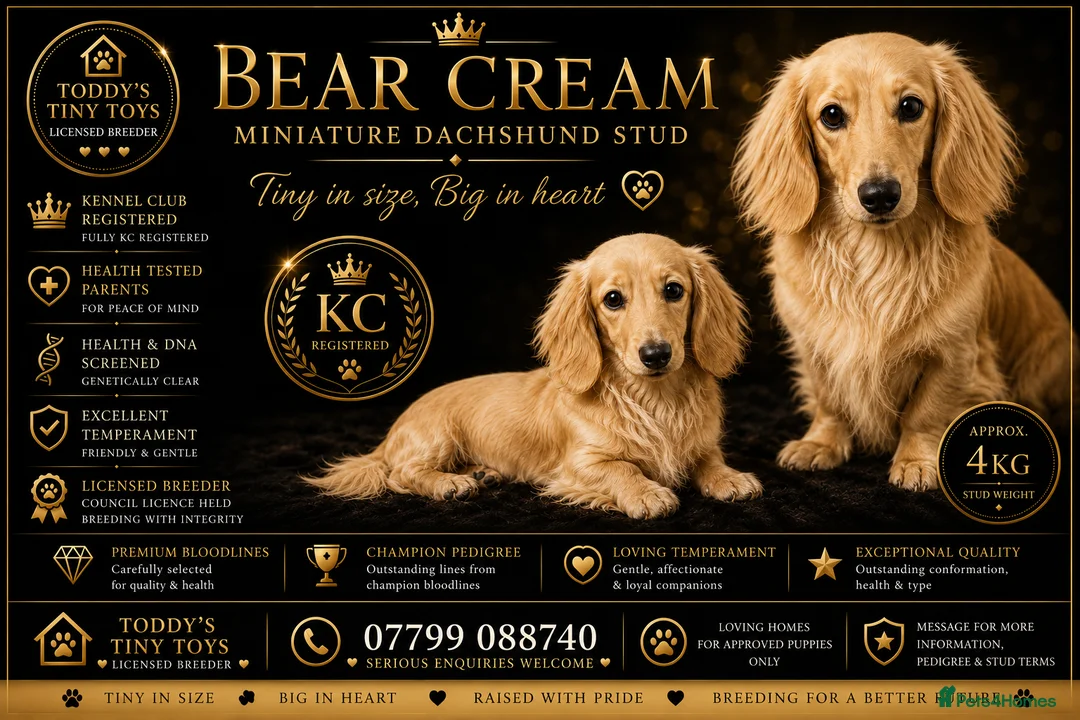 Miniature Dachshund dogs for stud: incredible cream long haired stud boy - Advert 1