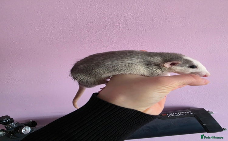 Rat rodents - Advert 13