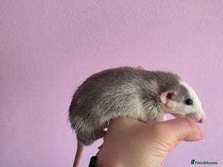 Rat rodents Baby rats - Advert 23