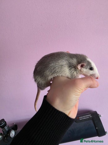 Rat rodents - Advert 13