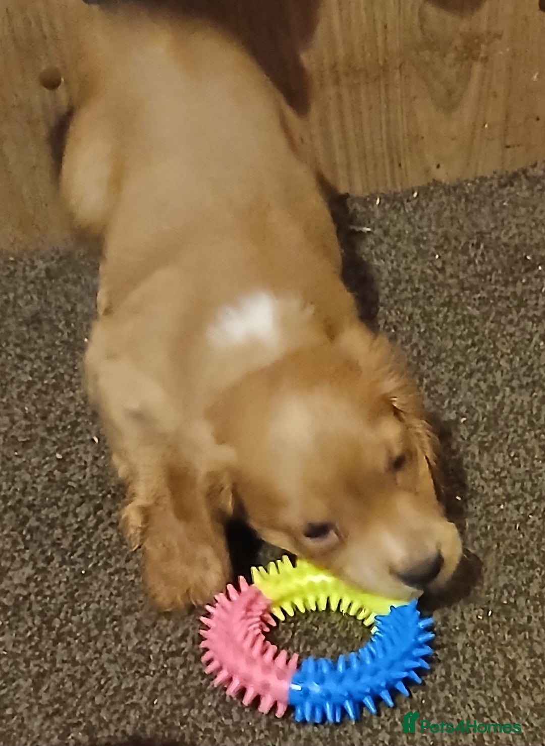 Cocker Spaniel dogs for sale: 2 cocker spaniel puppies left  - Advert 8