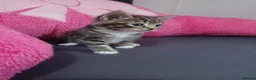 Mixed Breed cats for sale: Kittens  in Bradford - Advert 2