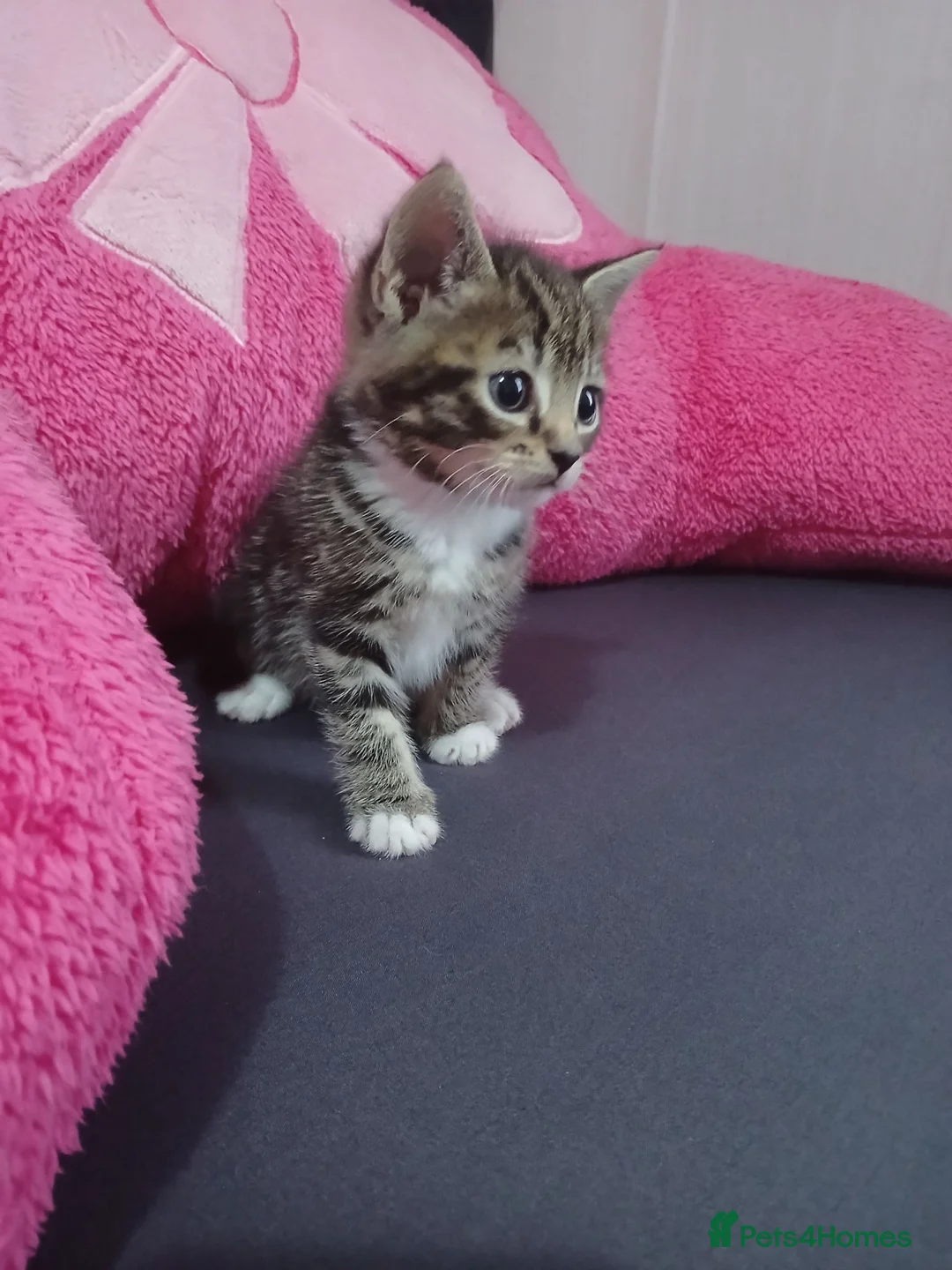 Mixed Breed cats for sale: Kittens  in Bradford - Advert 2