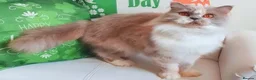 British Shorthair cats for sale: Stunning short haired kittens  - Advert 2