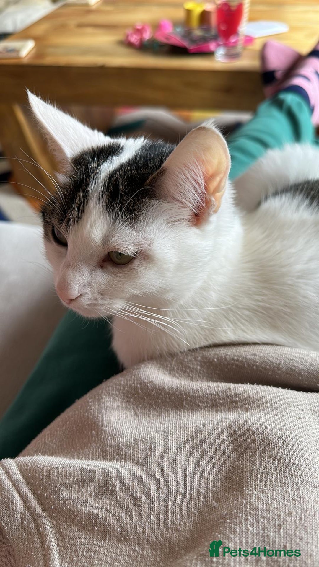 Mixed Breed cats for sale: Cat for rehoming  - Image 4