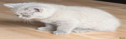 Selkirk Rex cats for sale: 😻 Beautiful Selkirk Rex Kittens 😻 - Advert 6