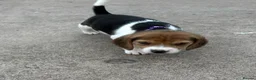 Beagle dogs for sale: Quality Foot Beagle Puppies - Advert 9