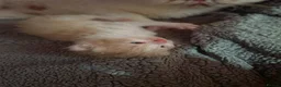 Exotic cats for sale: Exotic male persian  - Advert 7