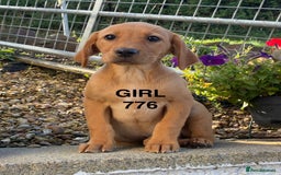 Labrador Retriever dogs for sale: Kc registered Labrador Retrievers - Image 2