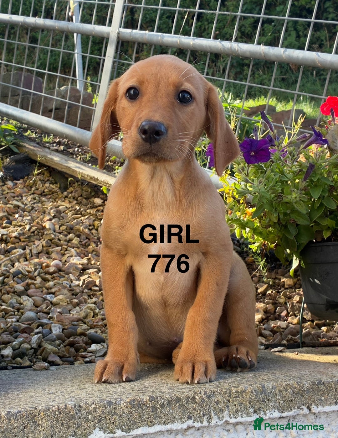 Labrador Retriever dogs for sale: Kc registered Labrador Retrievers - Image 2