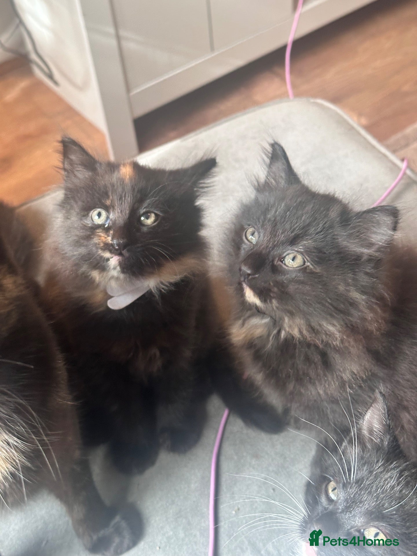 Mixed Breed cats Beautiful kittens looking for a new forever home  - Advert 8