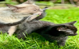 Ragdoll cats for sale: Ready now Ragdoll cross fluffy kittens 🐈‍⬛  - Image 7