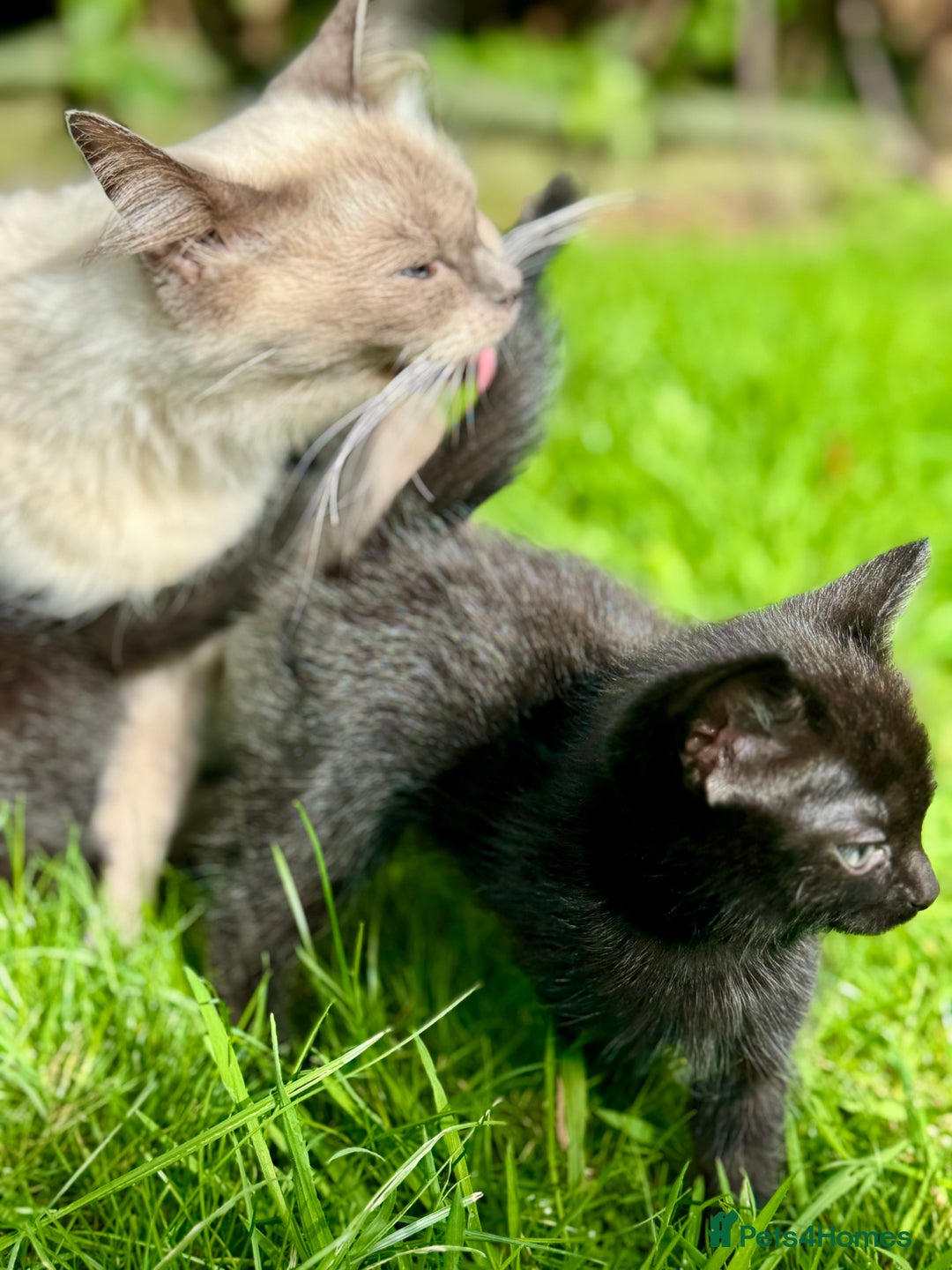 Ragdoll cats for sale: Ready now Ragdoll cross fluffy kittens 🐈‍⬛  - Image 7
