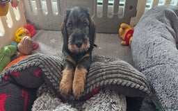 Dachshund dogs for sale: Outstanding Standard Wire haired Dachshund puppies - Image 33