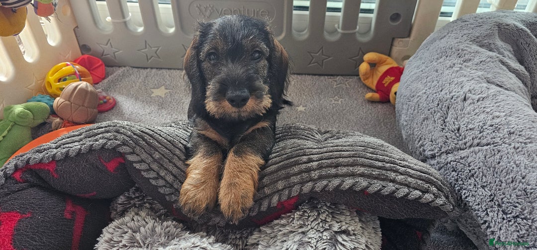 Dachshund dogs for sale: Outstanding Standard Wire haired Dachshund puppies - Image 33