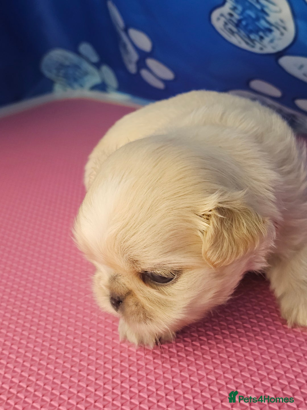 Shih Tzu dogs for sale: Pedigree smallest possible size Shih Tzu - Advert 19