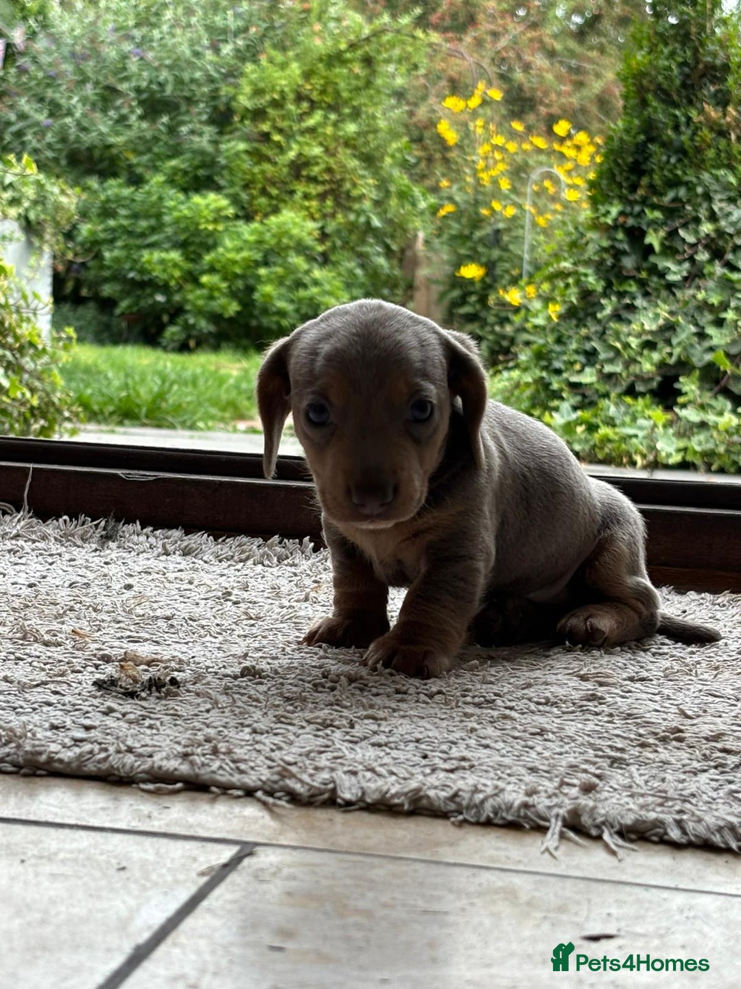 Miniature Dachshund dogs for sale: Mini short/long coat crossed dachshund  - Image 2