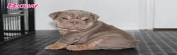 English Bulldog dogs for sale: Beautiful full english bulldog pup - Advert 2