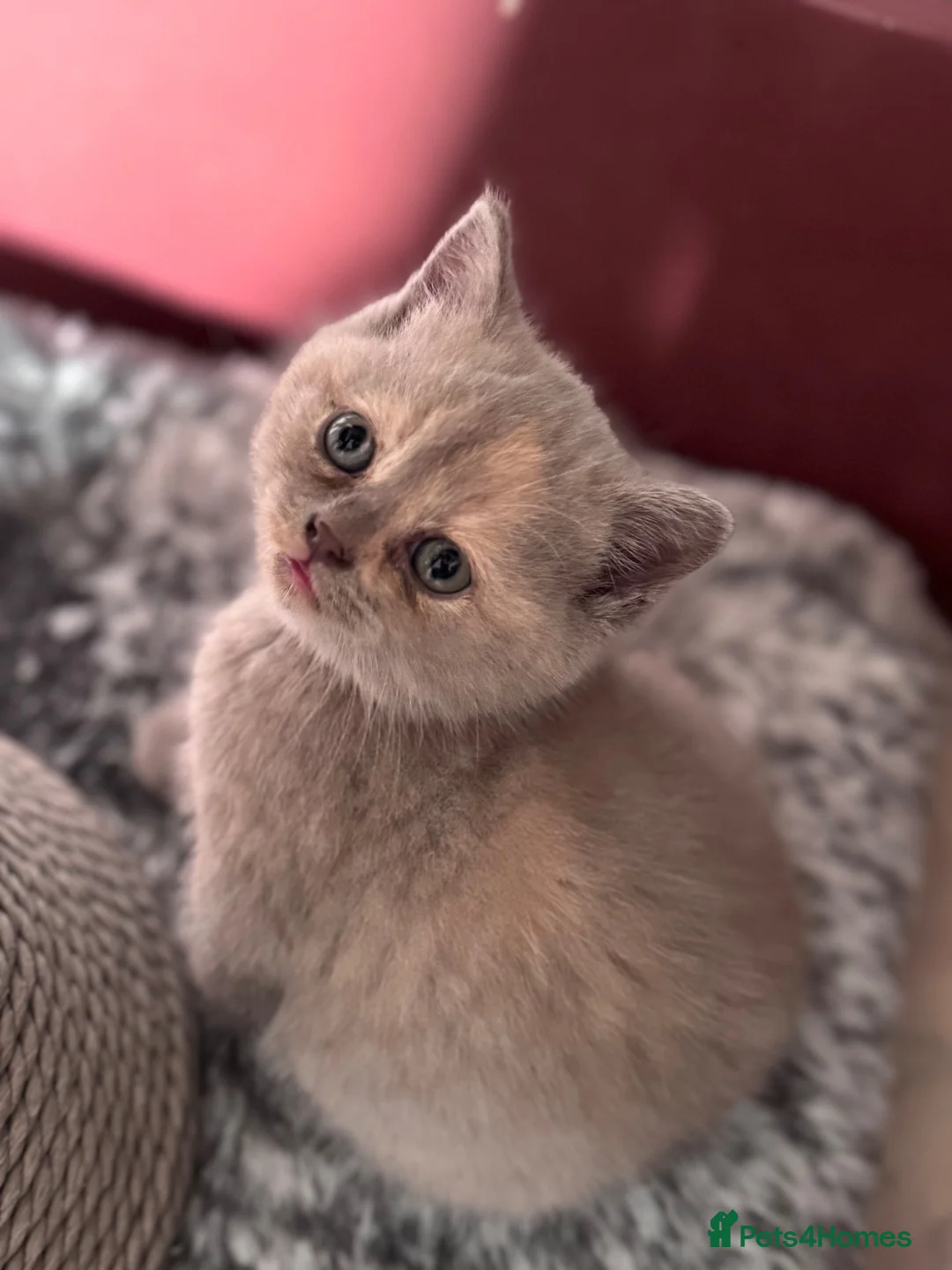 British Shorthair cats for sale: Cream and blue British shorthair kittens  in Barnstaple - Advert 2