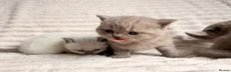 British Shorthair cats for sale: Beautiful Purebred British Shorthair Kittens - Advert 18