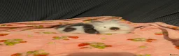 Lionhead rabbits for sale: Baby lionhead rabbits  - Advert 3