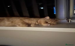 Exotic cats for sale:  Cream Exotic Male - Image 6