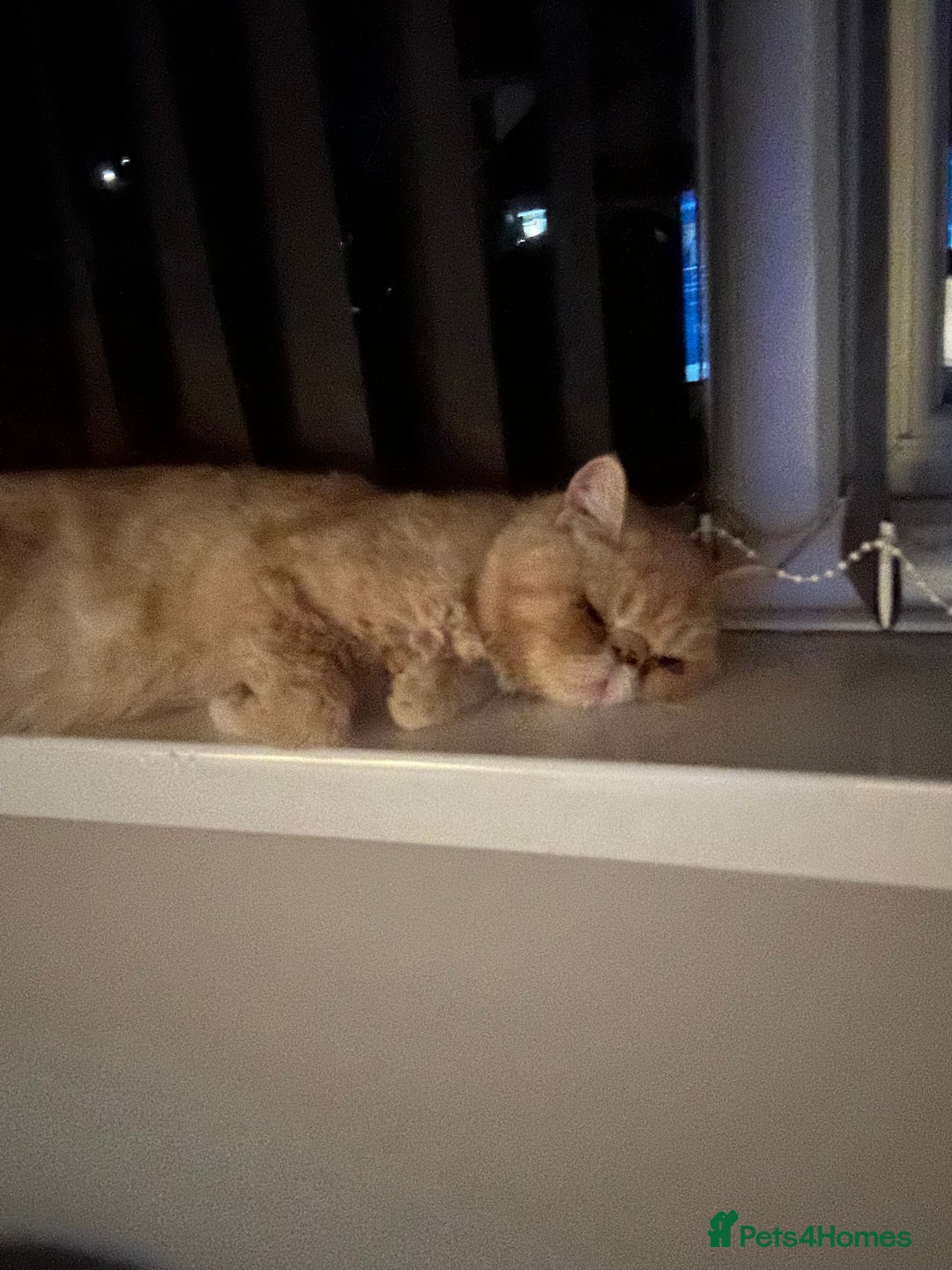 Exotic cats for sale:  Cream Exotic Male - Image 6