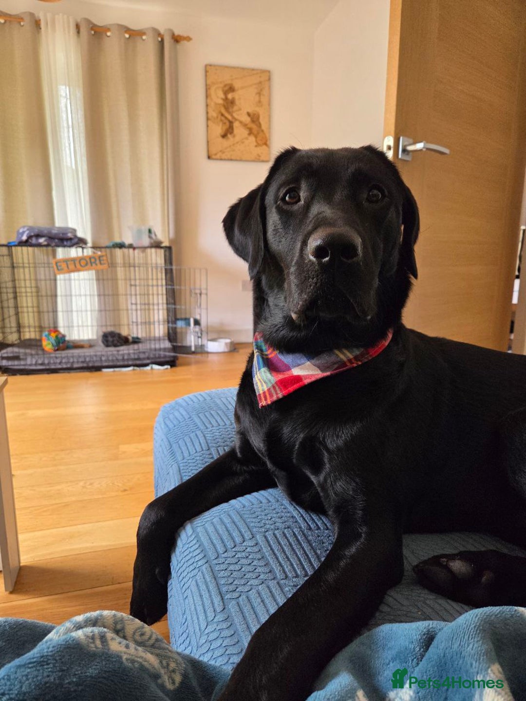 Labrador Retriever dogs for stud: Ettore - Image 2