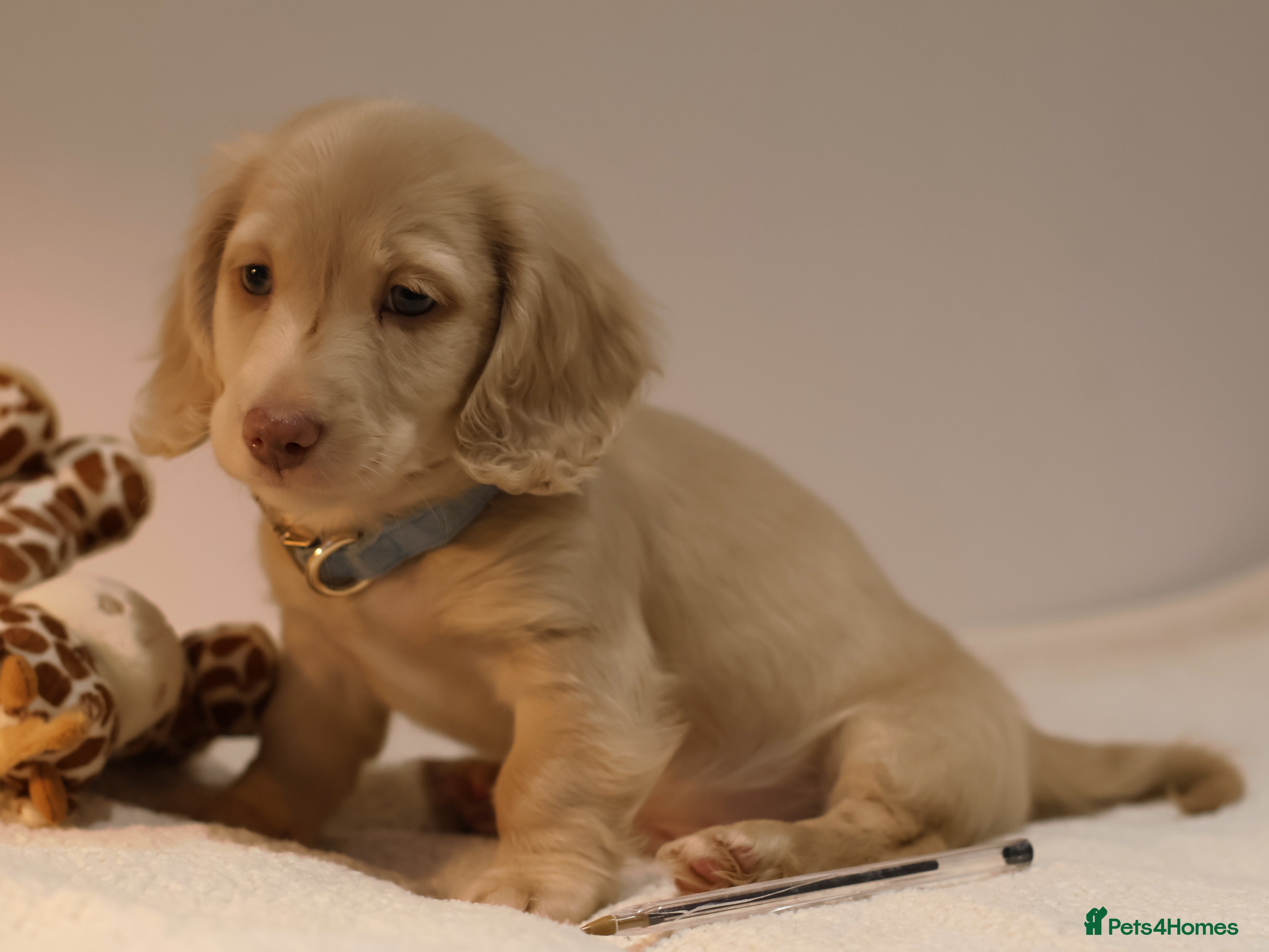 Miniature Dachshund dogs 5*Licensed+CREAMLONGHAIR+KCreg+PRACLEAR+Vetchecked - Advert 10
