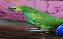 Parrots birds for sale: Jessie - Image 24