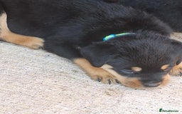 Rottweiler dogs for sale:  Beautiful Chunky Rottweiler puppies  - Image 8