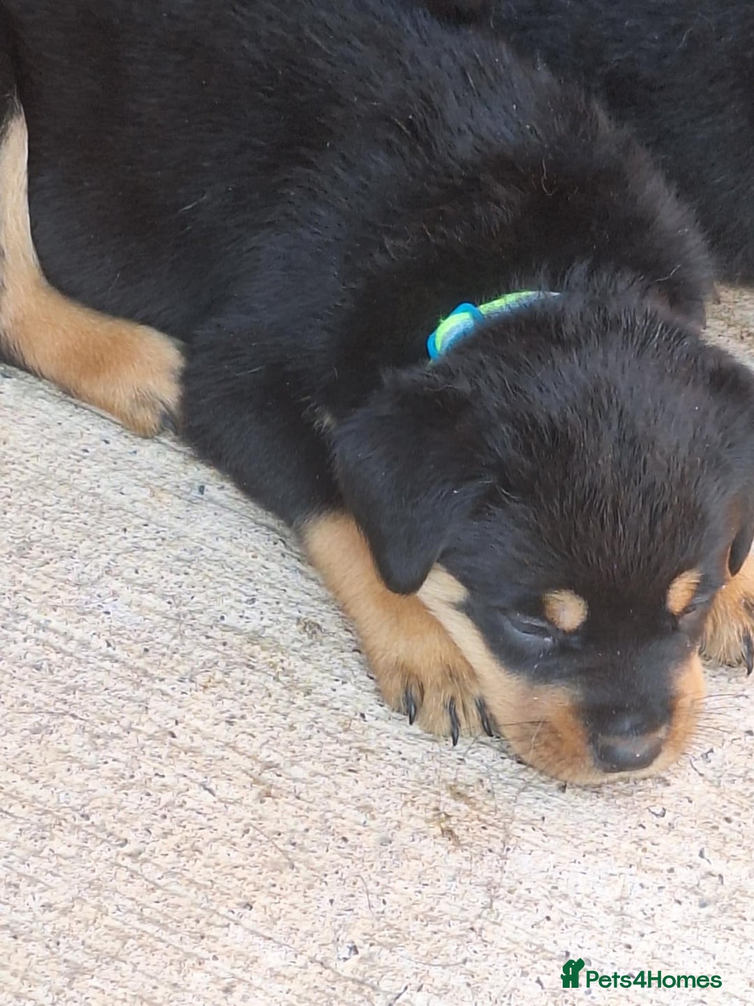Rottweiler dogs for sale:  Beautiful Chunky Rottweiler puppies  - Image 8
