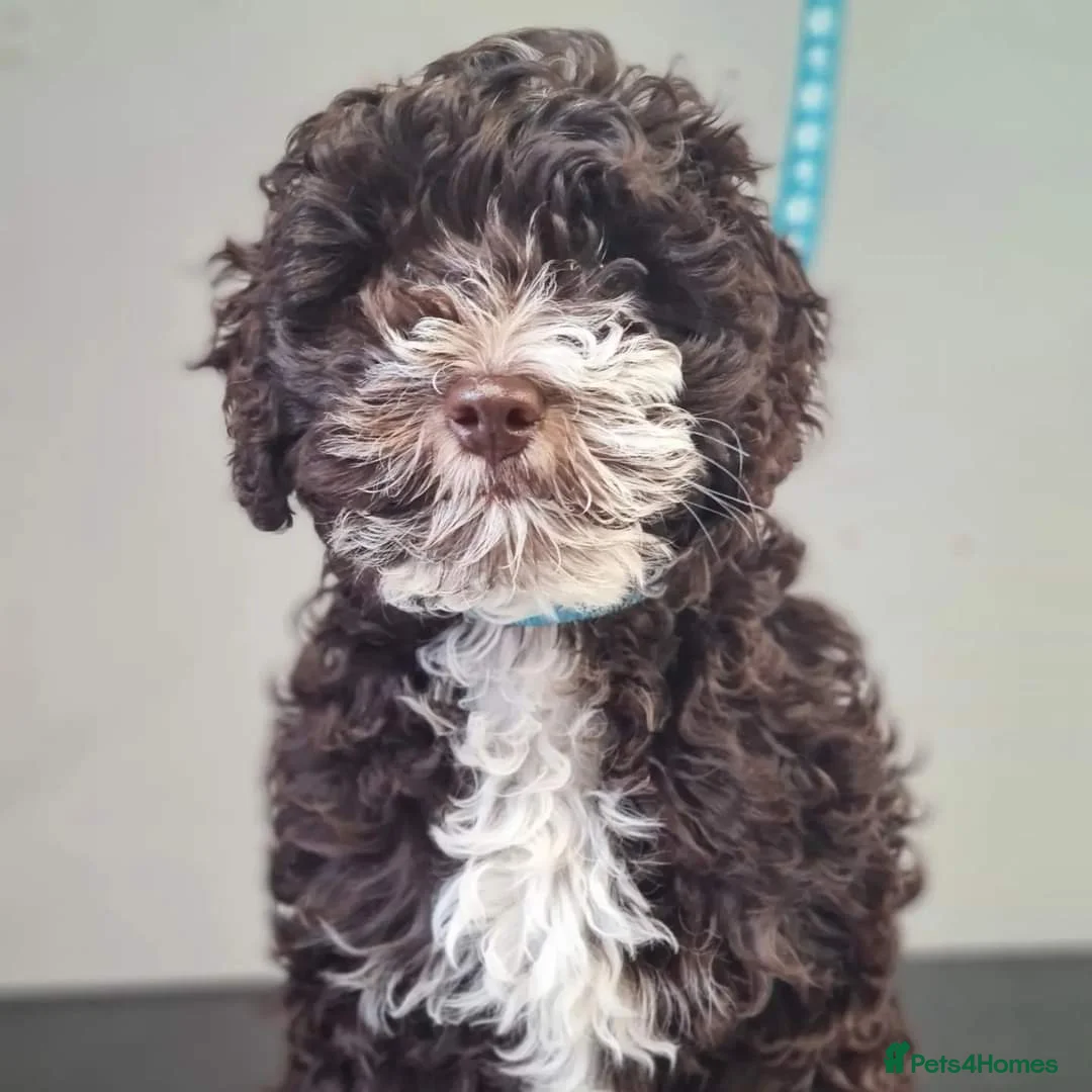 Cockapoo dogs for stud: Chocolate Cockapoo STUD *DNA & BVA EYE TESTED* in Manchester - Advert 15