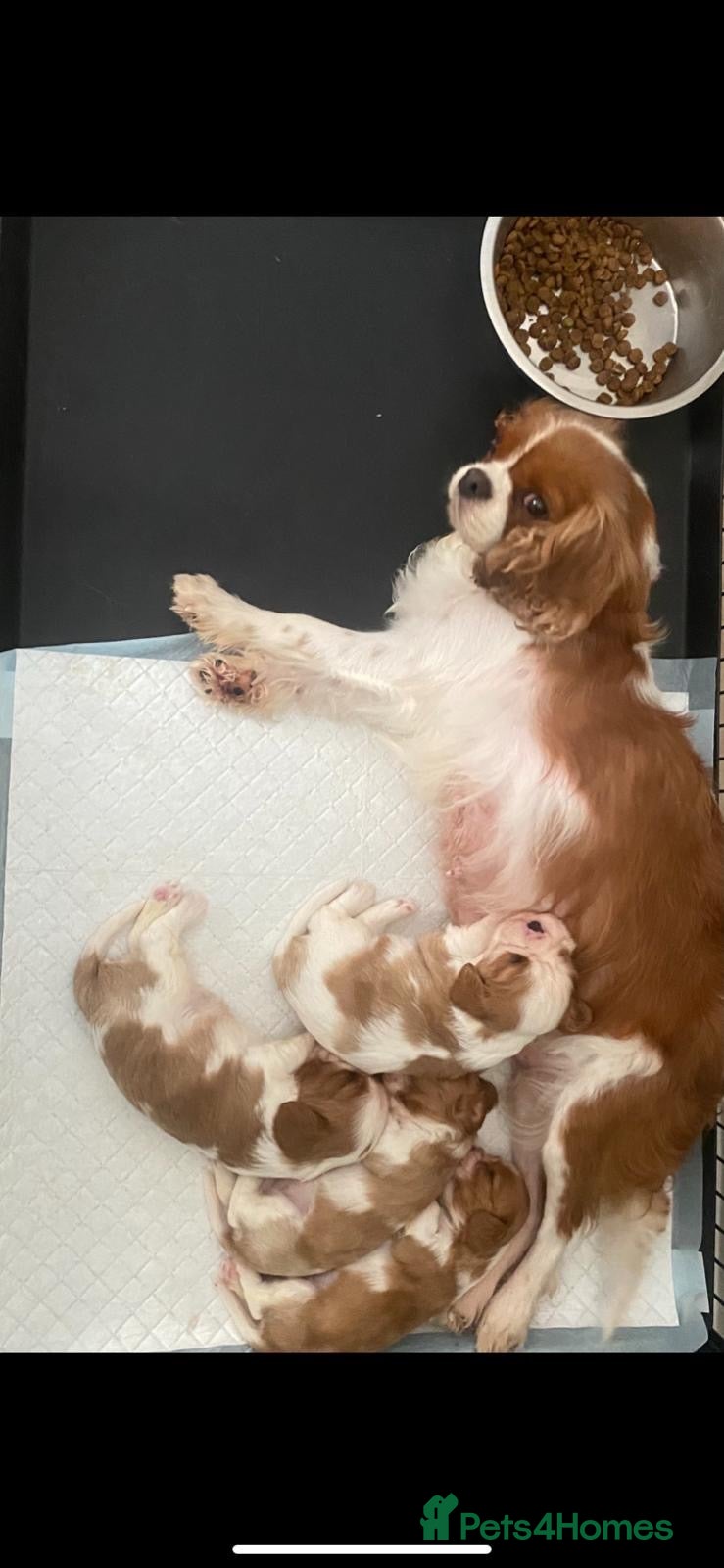 Cavalier King Charles Spaniel dogs 🐶King Charles cavalier puppy’s ⭐️⭐️⭐️⭐️⭐️ - Advert 1