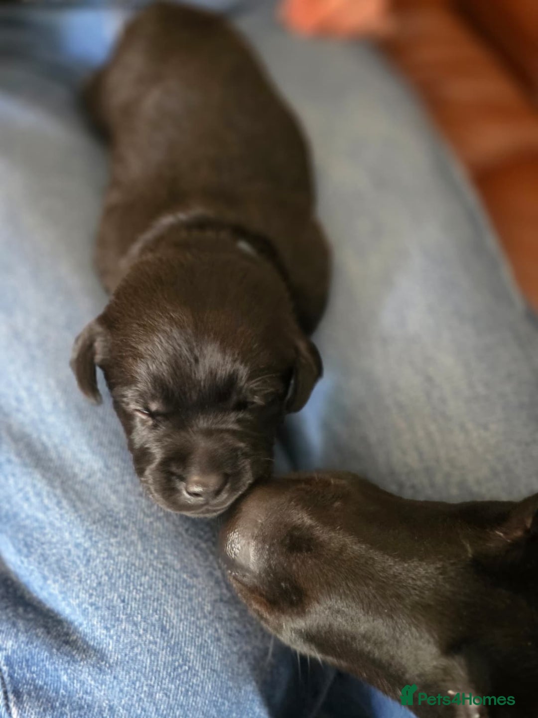 Labrador Retriever dogs for sale: Working labrador puppies for sale - Advert 9