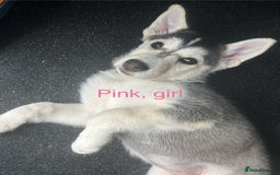 Siberian Husky dogs for sale: Lovely husky puppies, ready for new homes on 25/8 - Image 27
